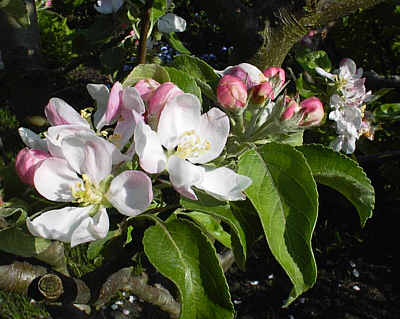 Apfelbaum