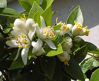 Apfelsine