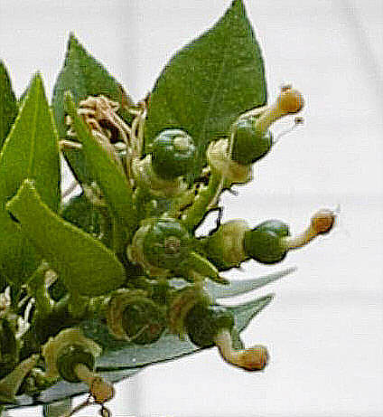 Apfelsine
