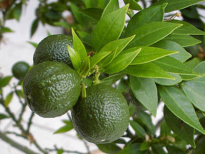 Apfelsine