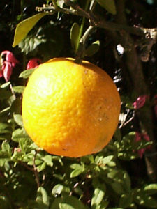 Apfelsine