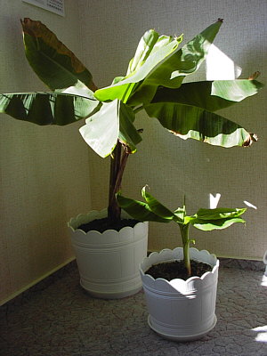 Banane