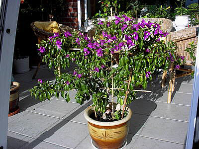  Bougainvillea