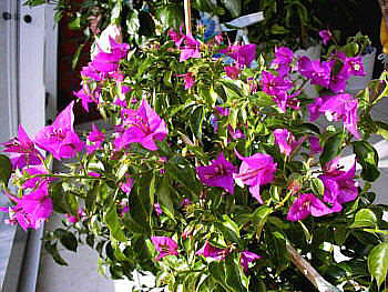 Bougainvillea