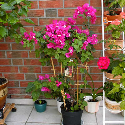  Bougainvillea