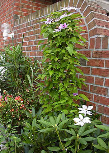 Clematis