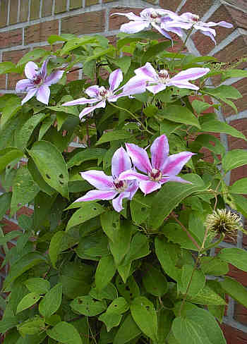 Clematis