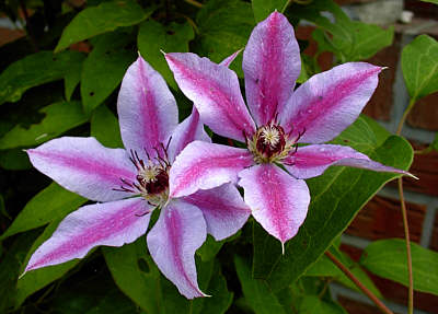Clematis