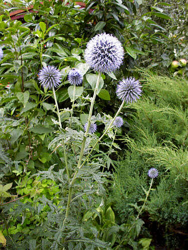 Distel