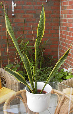 Sansevieria