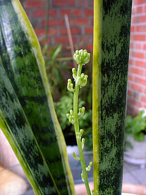 Sansevieria