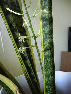 Sansevieria