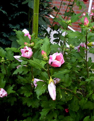 Freilandhibiskus