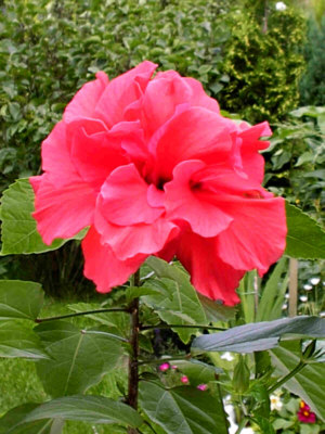 Hibiskus
