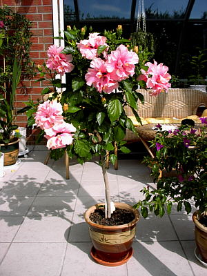 Hibiskus