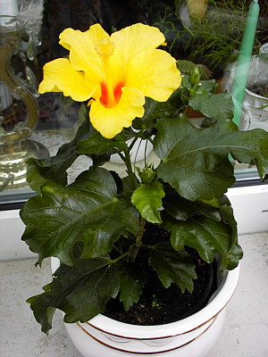 Hibiskus