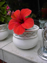 Hibiskus