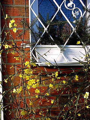 Winter-Jasmin