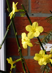 Winter-Jasmin
