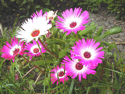 Mittagsblumen
