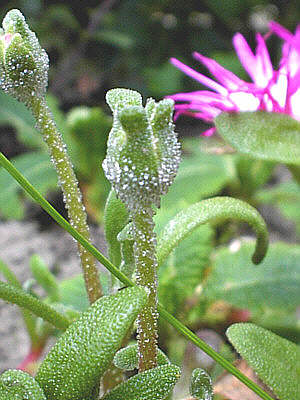 Mittagsblumen