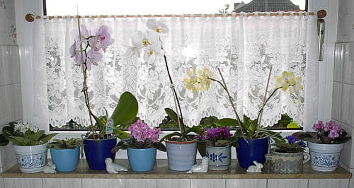 Orchidee