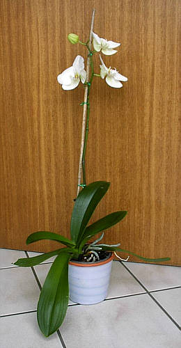 Orchidee