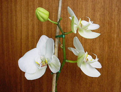 Orchidee