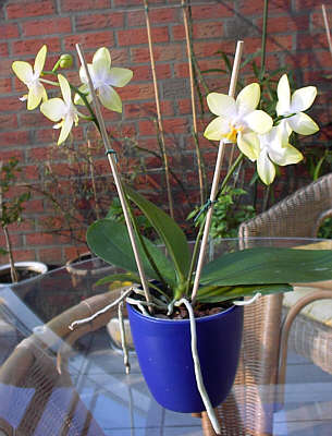 Orchidee