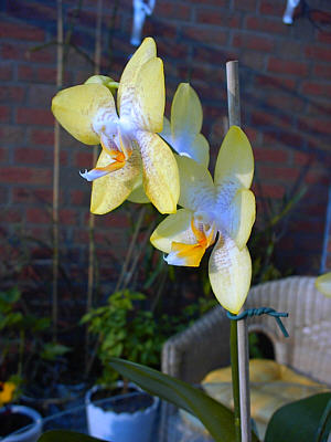 Orchidee