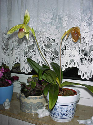 Paphiopedilum