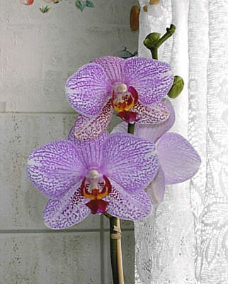 Phalaenopsis