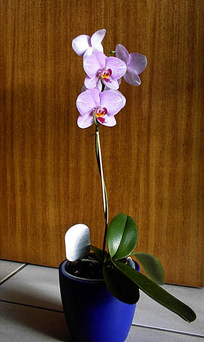 Phalaenopsis