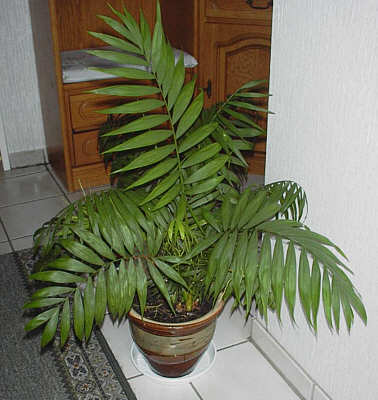 Bergpalme