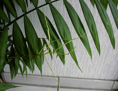 Bergpalme