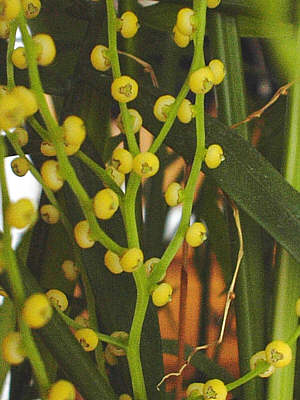 Bergpalme
