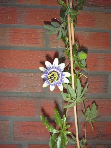 Passionsblume