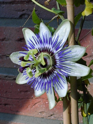 Passionsblume