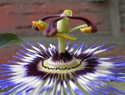 Passionsblume