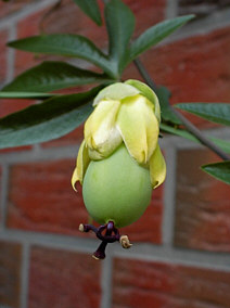 Passionsblume