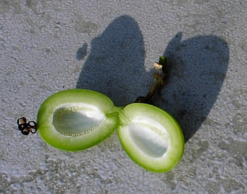 Passionsblume