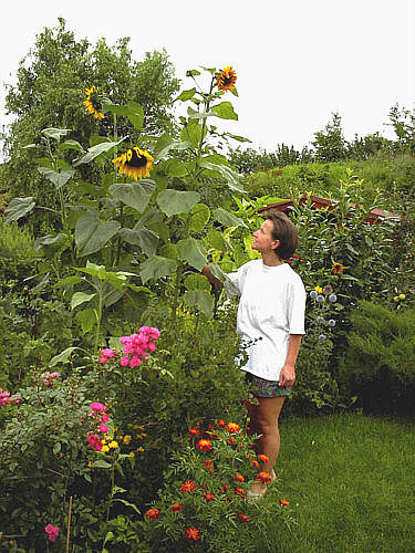 Sonnenblumen