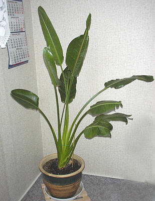 Strelitzie