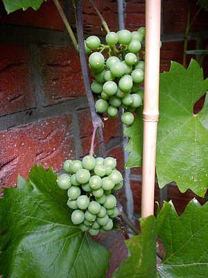 Wein