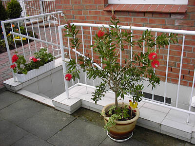 Zylinderputzer