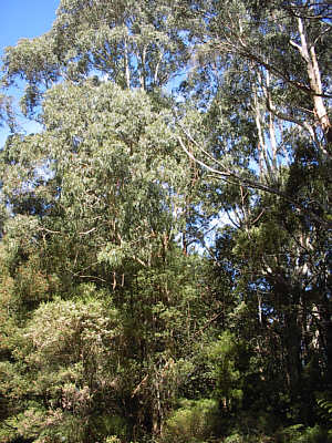 Melba Gully