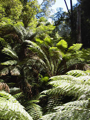 Melba Gully