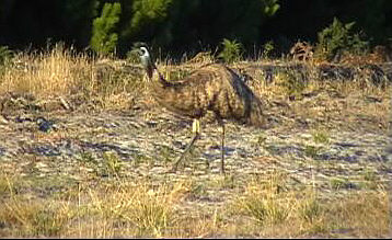 Emu