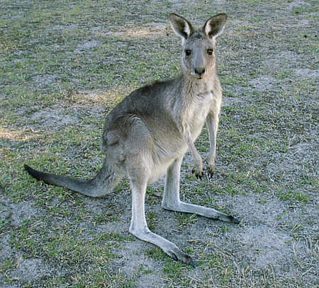 Halls Gap