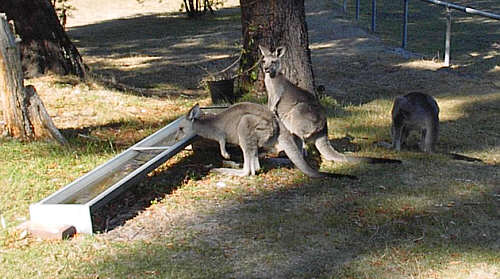 Halls Gap